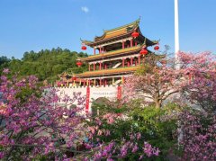 青山之上的“程序之困”--广东观音